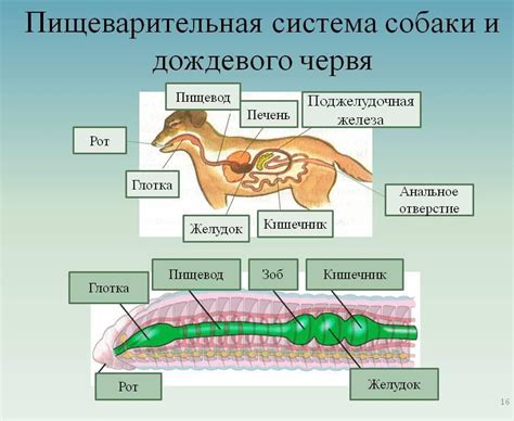 Пищеварительная система собаки и обработка молочных продуктов