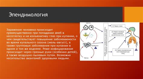 Пищевой маршрут распространения патогенных амеб через организмы