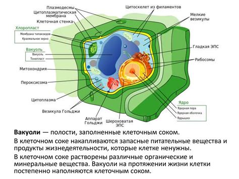 Пищевые вакуоли и лизосомы: взаимодействие клеточных органелл