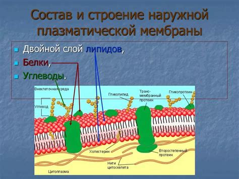 Плазмалемма: важная структурная составляющая клетки