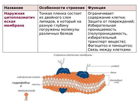 Плазматическая мембрана: ответственность за коммуникацию