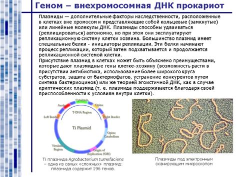 Плазмиды: дополнительные компоненты генома микроорганизмов