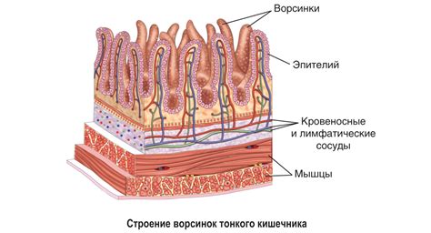 Плохая работа пищеварительной системы как одна из причин редкого стула