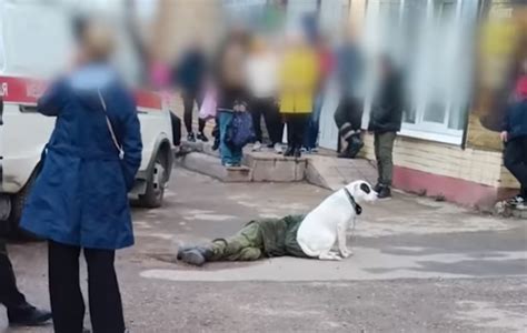 Побуждения собаки к поеданию посторонних предметов