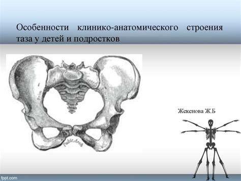 Поверхности II ребра: особенности анатомического строения