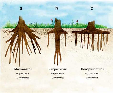 Повреждения корневой системы: последствия для листьев