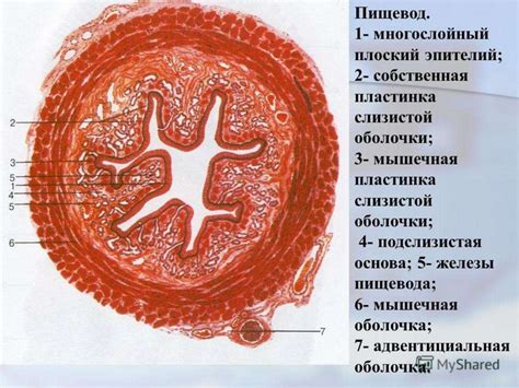 Повышенный риск ожогов слизистых оболочек горла и пищевода