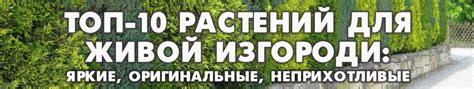 Подбор непривлекательных для моллюсков растений