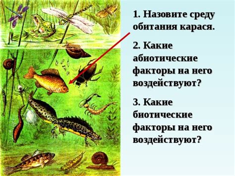 Подводные формации и создание условий для обитания карася в разных природных водоемах