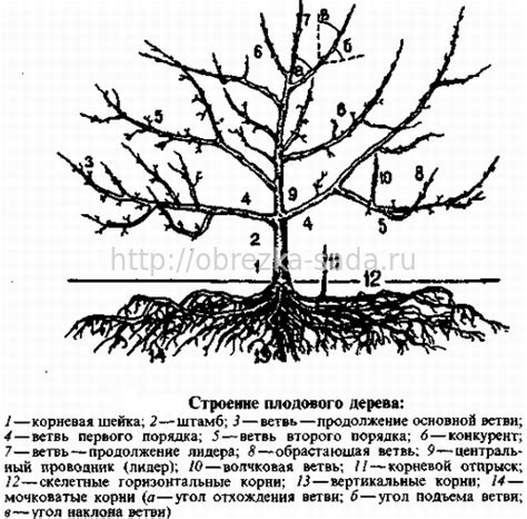 Подготовительные работы для успешного переноса плодового дерева в наиболее подходящий период