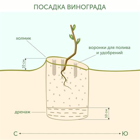 Подготовка грунта и территории для посадки цветов Сибири осенью