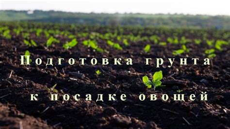 Подготовка грунта перед посадкой: основные этапы и рекомендации