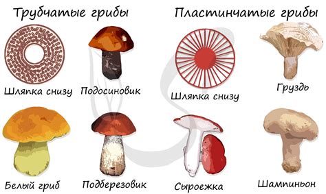 Подготовка к поиску грибов: необходимое снаряжение и выбор сезона