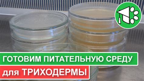 Подготовка обитательницам среды для размножения водных приманок