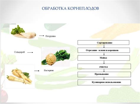 Подготовка овощей к сохранению
