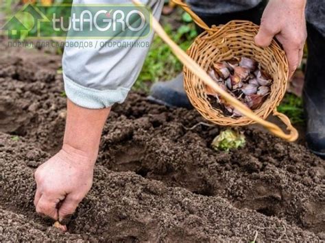 Подготовка почвы для успешной посадки чеснока и свеклы