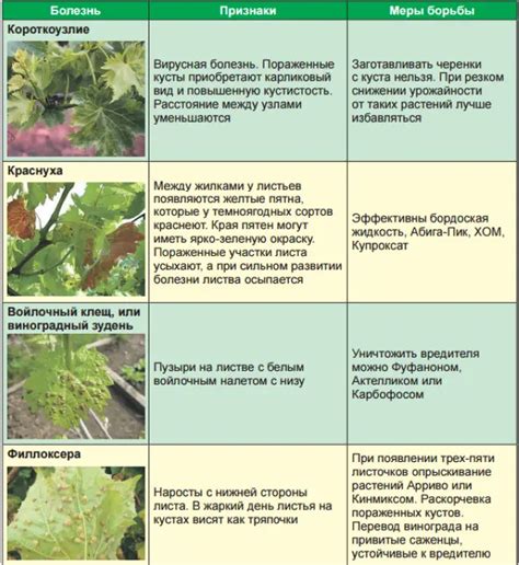 Подготовка рябины к зиме: обрезка и защита от вредителей