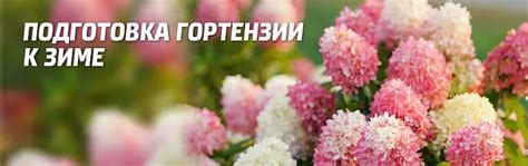 Подготовка цветка к перемещению в новую среду