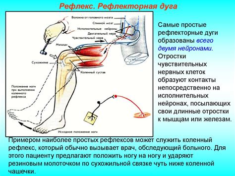 Поддержание нормальной работы нервной системы