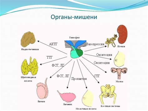 Поддержание оптимального уровня гормонов и функции репродуктивной системы