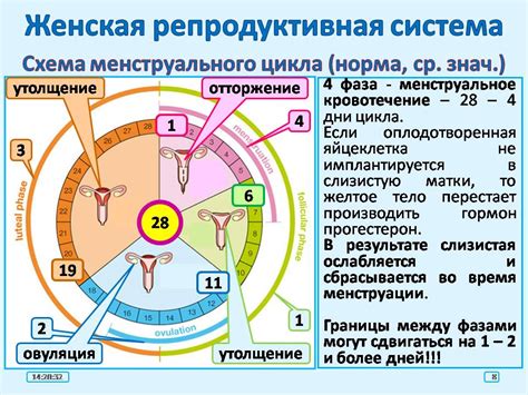 Поддержка функции репродуктивной системы