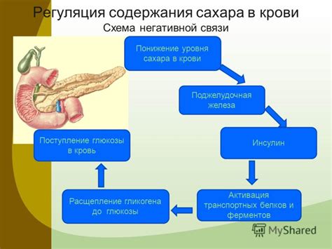 Поджелудочная железа: регулирование уровня сахара в крови