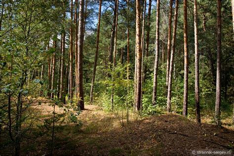 Подмосковные леса: богатство природы в поисках грибов