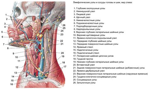 Подробное рассмотрение зон расположения лимфатических узлов на шее