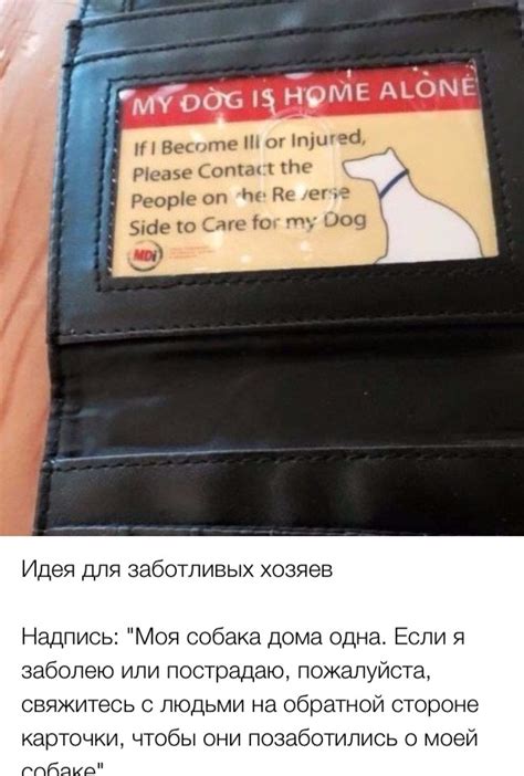 Подсказки для заботливых хозяев питомцев