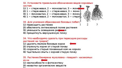 Подходы к оптимальному обрезанию корней растения при его пересадке