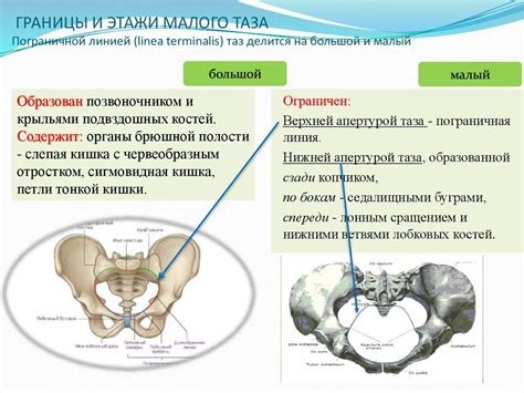 Позиционирование репродуктивных клеток в полости органов малого таза