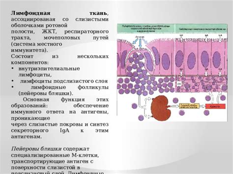 Покровительство слизистыми мембранами в полости желудка и кишечника