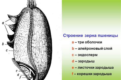 Покровные оболочки: охранники и питомцы семени