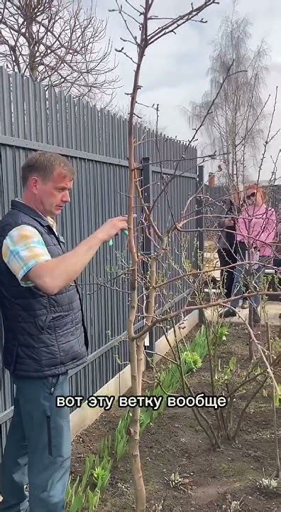 Покупка молодых деревьев яблони у торговцев