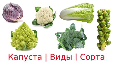 Полезность включения декоративного зверека и разноцветных капуст в ваше питание