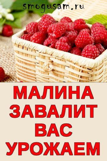 Полезные рекомендации при выборе и обработке замороженной кисло-сладкой ягоды