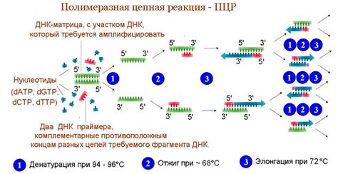 Полимеразная цепная реакция (ПЦР) в современной медицине