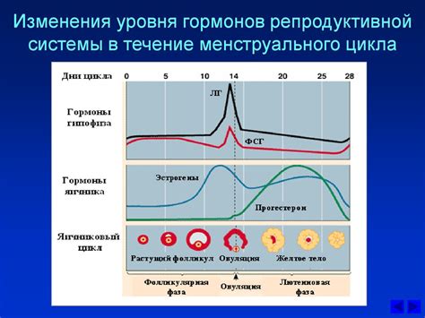 Половые железы: регулирование уровня половых гормонов