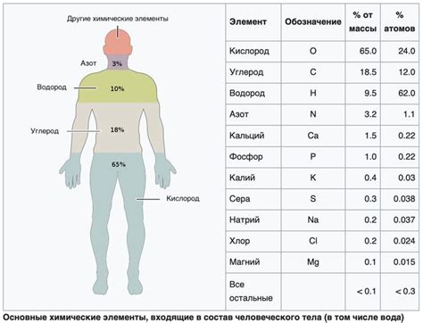 Положение анатомического элемента в организме человека