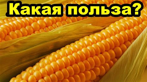 Польза кукурузы для здоровья человека