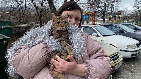 Помощь бездомным пушистикам в приютах: участие волонтерство и финансовая поддержка