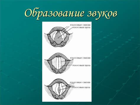 Понимание наличия короткой устно-губной связки у малыша