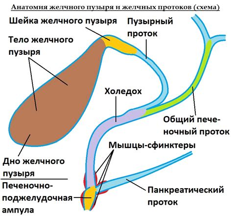 Понимание процесса холецистэктомии