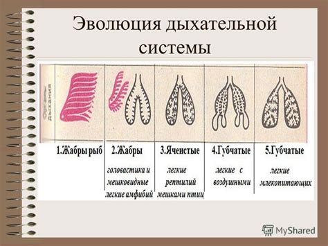 Попадание посторонних объектов в органы дыхательной системы