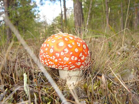 Популярные локации для находки гриба семейства Amanitaceae в Свердловском регионе