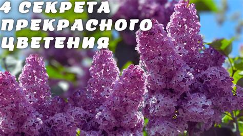 Популярные локации для открытия цветения прекрасного вида дерева