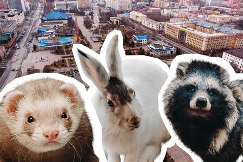 Популярные места пребывания летающих ночных животных в городской среде