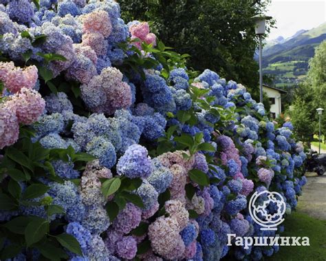 Популярные сорта гортензий, которые расцветают при первом посадке