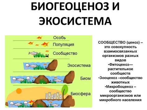 Популяция и экосистема обитания зверюшек в регионе