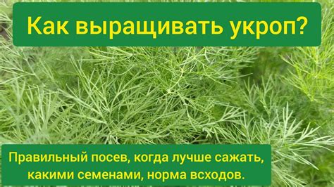 Посев и посадка ароматного зеленого укропа: ключевые этапы